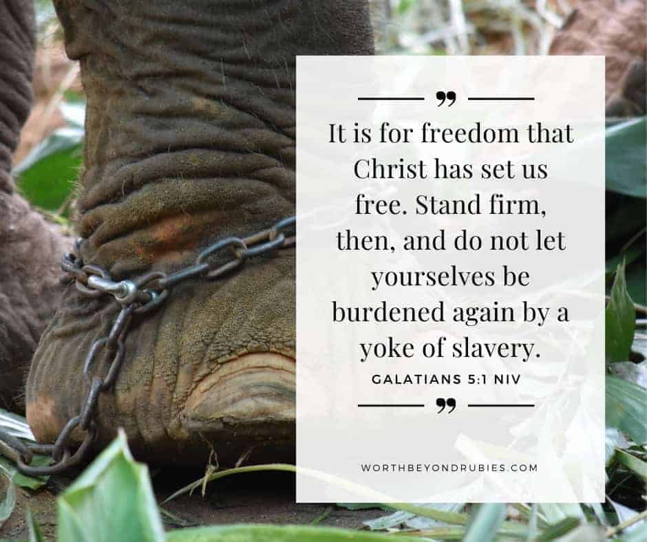An image of an elephant's leg in the forest with a chain around it and Galatians 5:1 quoted