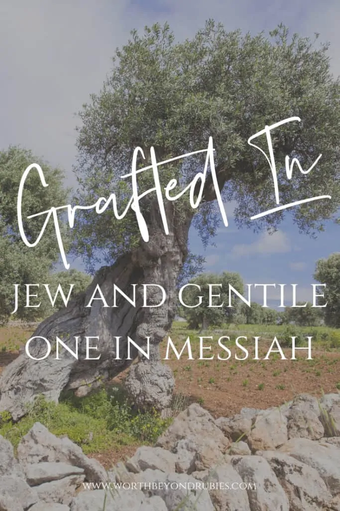 Grafted In - Jew and Gentile One in Messiah - An image of an olive tree