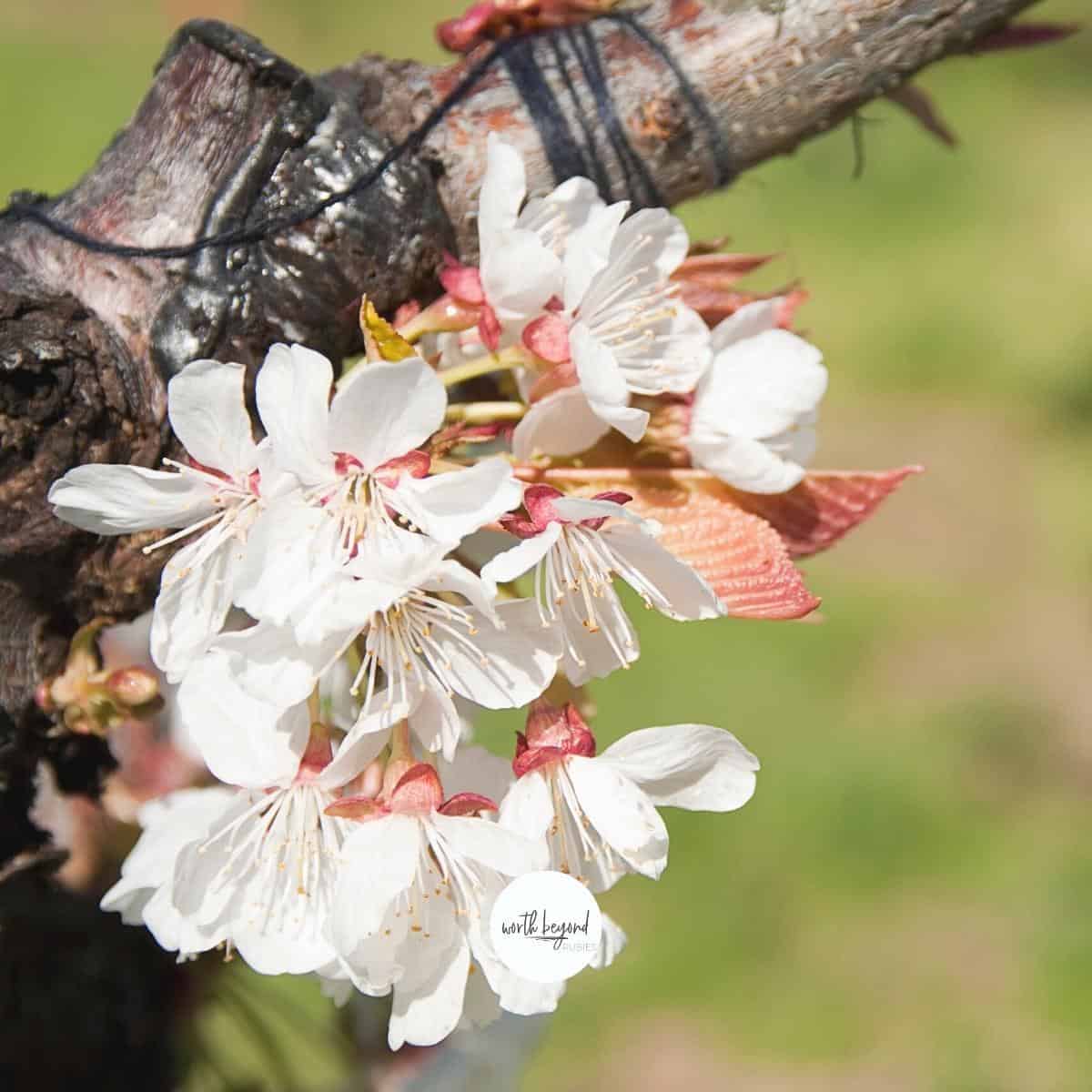 flowers grafted in to a tree with the Worth Beyond Rubies logo at the bottom - for post on Grafted in meaning