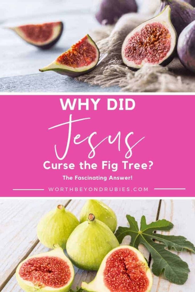 Why Did Jesus Curse The Fig Tree? The 1 Fascinating Answer