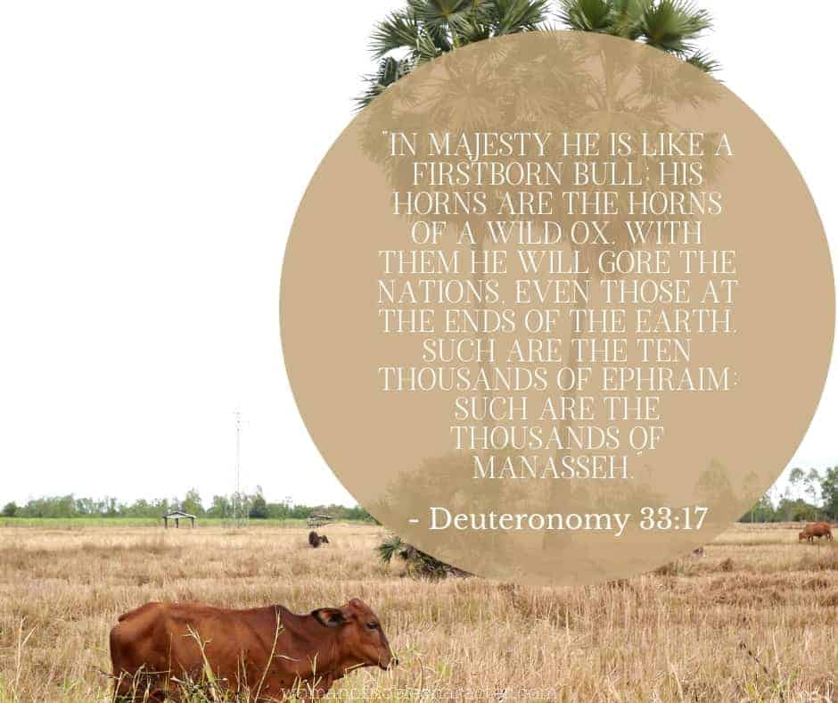 The Interesting Tribe of Joseph (or is it)? 4 An image of a bull in a field with the quote, "In majesty he is like a firstborn bull; his horns are the horns of a wild ox. With them he will gore the nations, even those at the ends of the earth. Such are the ten thousands of Ephraim; such are the thousands of Manasseh.” from - Deuteronomy 33:17