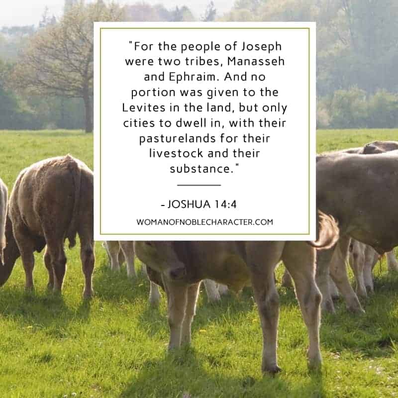 The Interesting Tribe of Joseph (or is it)? 2 An image of a herd of cows grazing on a grass field with the quote, ""For the people of Joseph were two tribes, Manasseh and Ephraim. And no portion was given to the Levites in the land, but only cities to dwell in, with their pasturelands for their livestock and their substance." from - Joshua 14:4