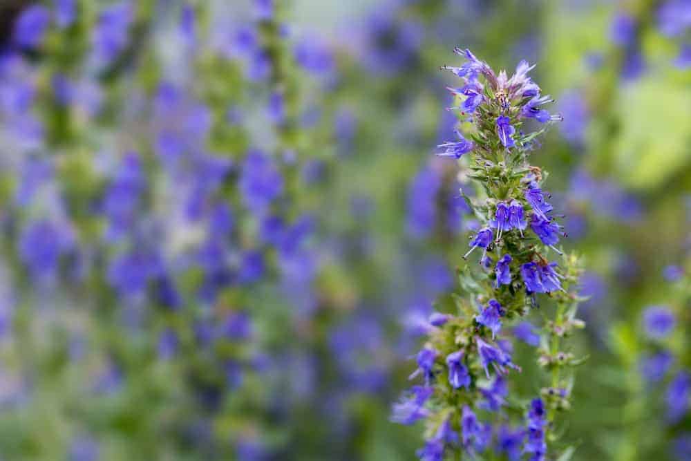 The Incredibly Interesting Symbolism Of Plants In The Bible 3 image of a Hyssop flower branch or Hyssopus officinalis for the post on plants in the Bible