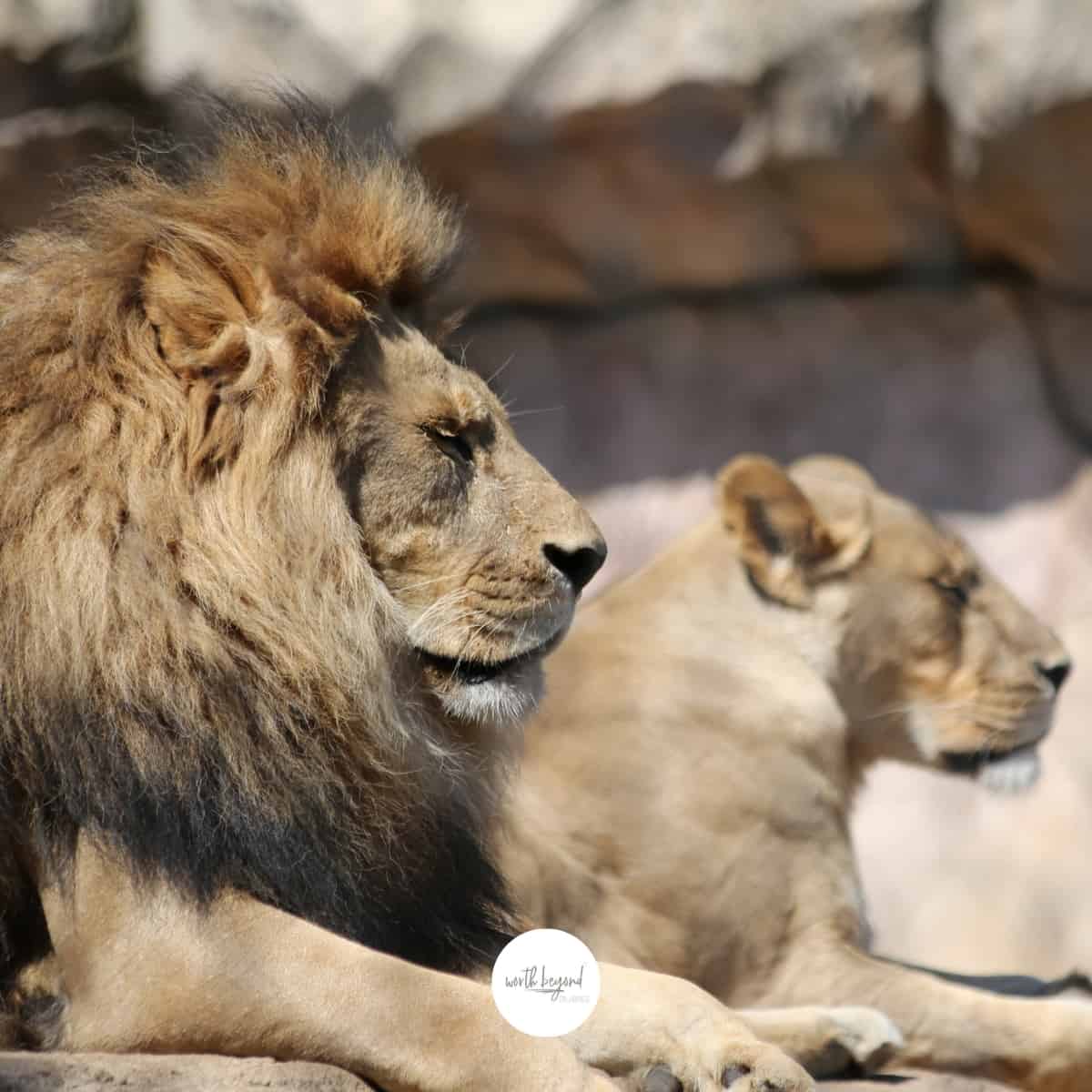 A male and female lion looking off to the right side for post called Trusting God Through Trials - Where is God