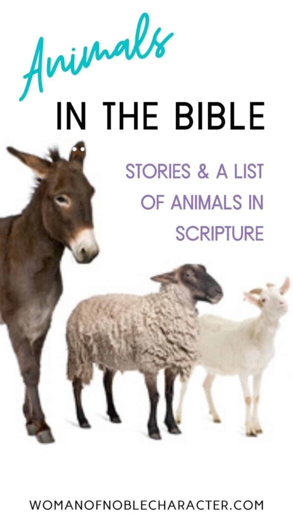 Animals in the Bible: 14 Stories of Animals in Scripture 1 donkey, goat and sheep; animals in the Bible,