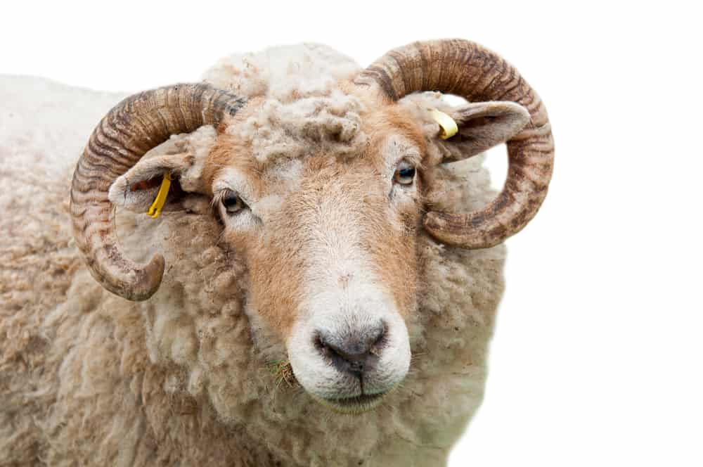 Animals in the Bible: 14 Stories of Animals in Scripture 9 sweet expression on a sheep with horns (isolated on white background); animals mentioned in the Bible