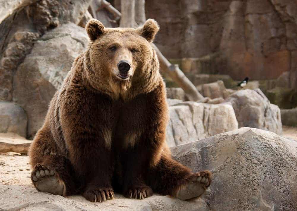 Animals in the Bible: 14 Stories of Animals in Scripture 6 Funny brown bear and a bird on the background; animals in the Bible