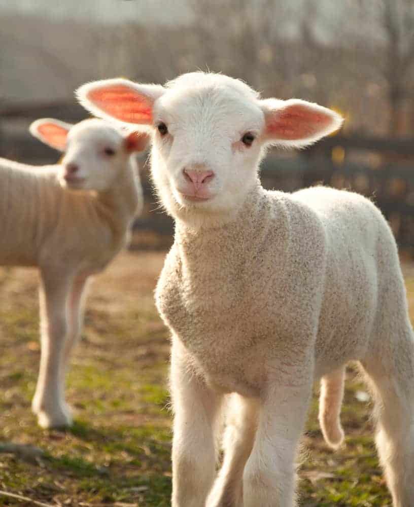 Animals in the Bible: 14 Stories of Animals in Scripture 8 Two cute lambs posing; animals mentioned in scripture