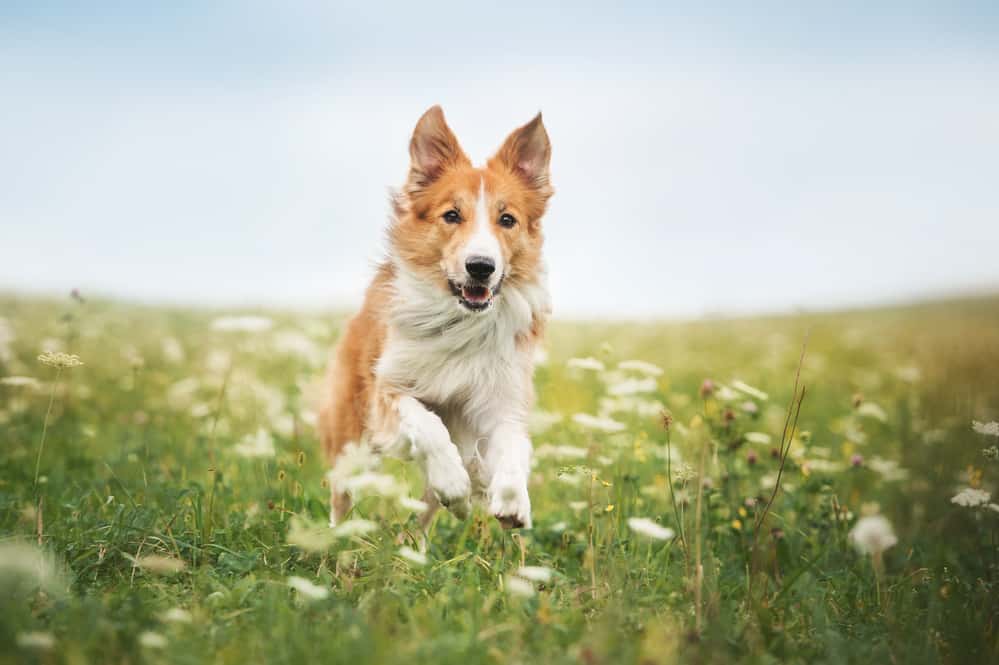 Animals in the Bible: 14 Stories of Animals in Scripture 7 Red border collie dog running in a meadow, summer; animals of the Bible