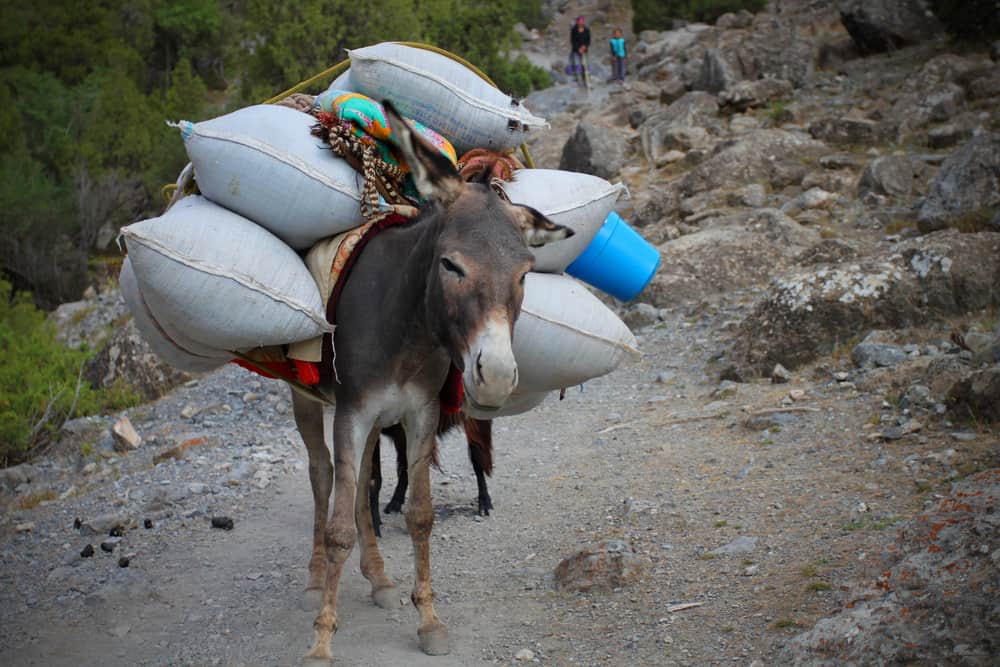 Animals in the Bible: 14 Stories of Animals in Scripture 5 Donkey loaded with bags full of goods; animals Bible verse
