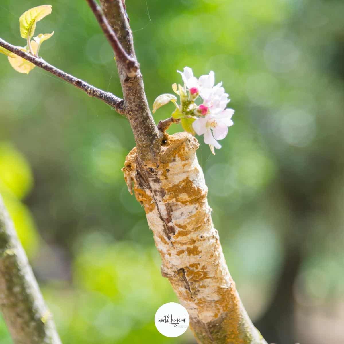 An image of a flowering tree that has been grafted and the Worth Beyond Rubies logo at the bottom for post on What is a Messianic Gentile