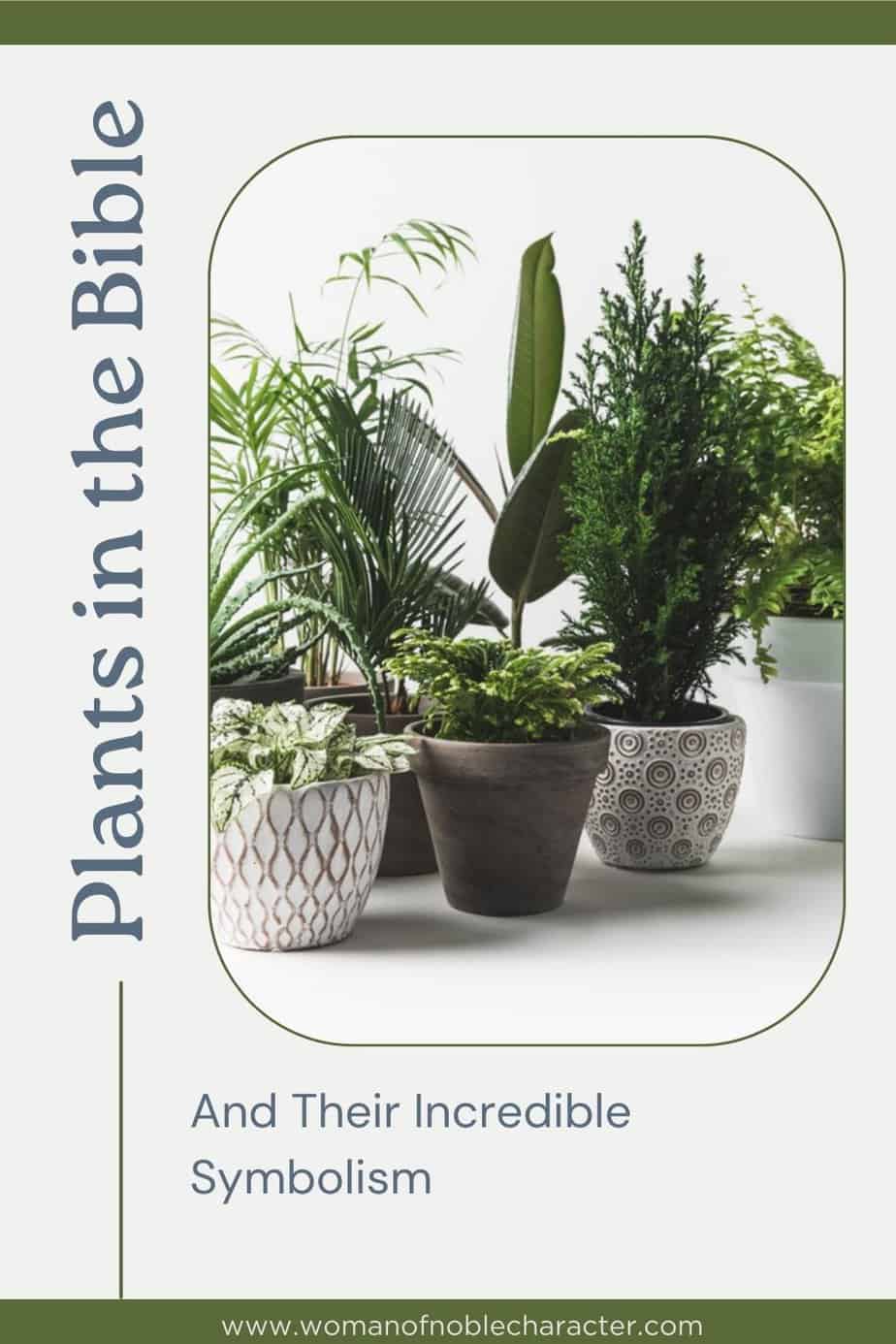 The Incredibly Interesting Symbolism Of Plants In The Bible 1 image of houseplants with the text Plants in the Bible and their incredible symbolism