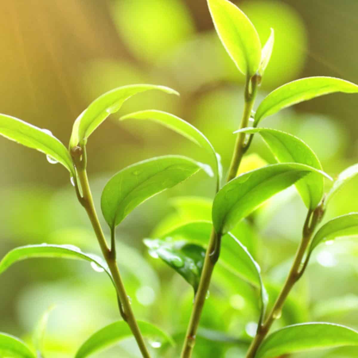 image of light green leaves for the post The Signficance of the Color Green in the Bible