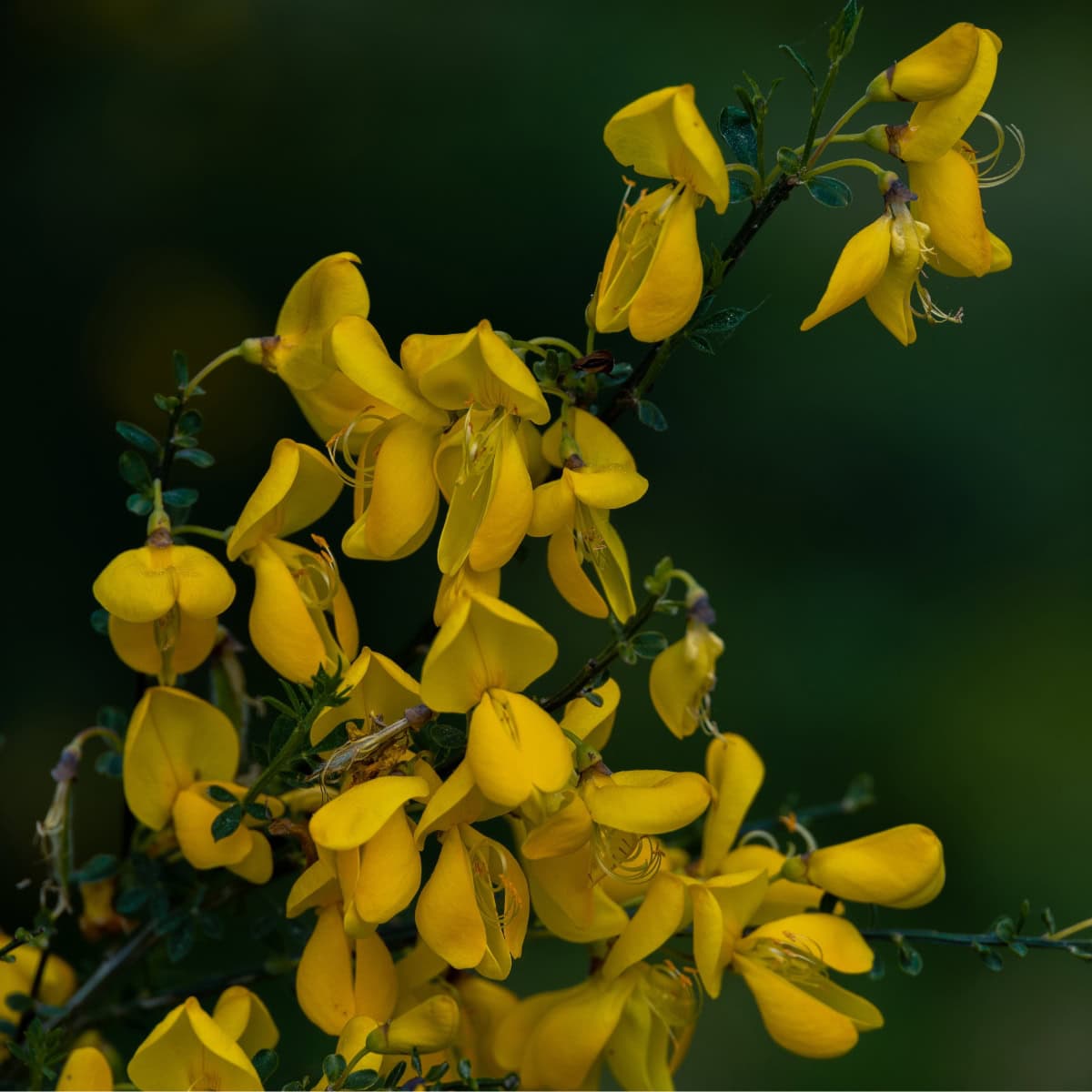 Flowers in the Bible and Their Meaning: A Beautiful Journey Through Scripture 4 a close up of yellow flowers
