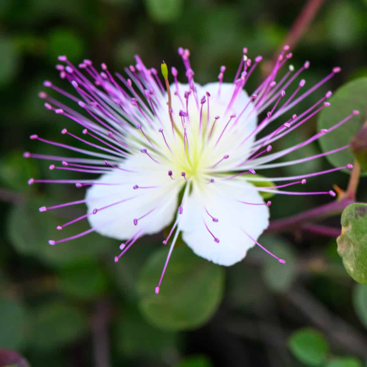Flowers in the Bible and Their Meaning: A Beautiful Journey Through Scripture 5 a white flower with purple spiky petals