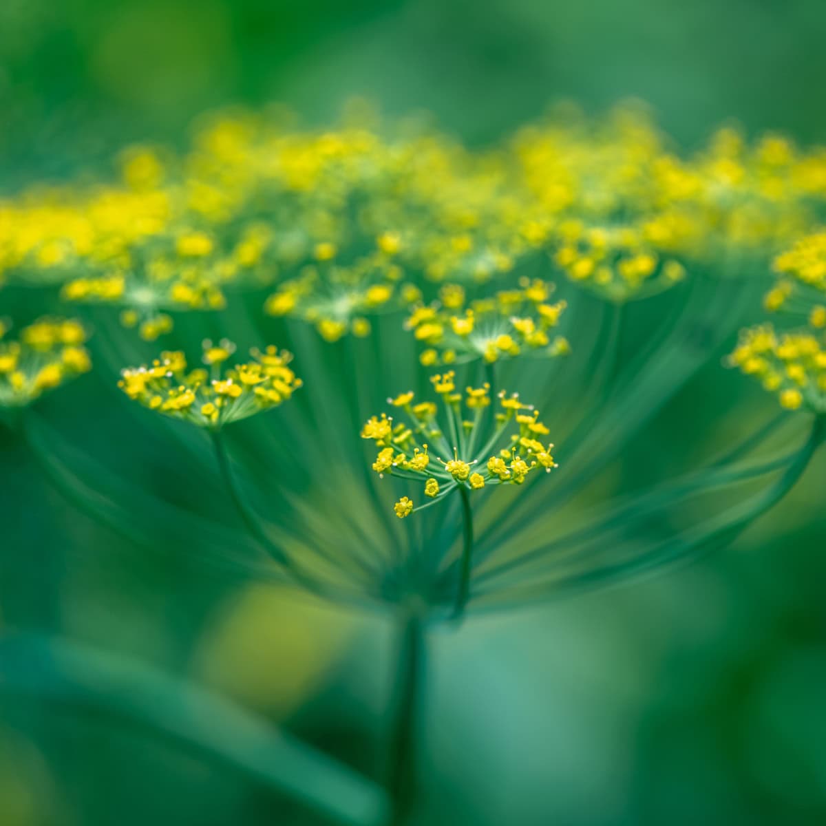 Flowers in the Bible and Their Meaning: A Beautiful Journey Through Scripture 7 a close up of a plant