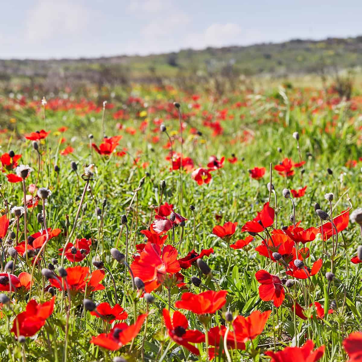 Flowers in the Bible and Their Meaning: A Beautiful Journey Through Scripture 2 a field of red flowers