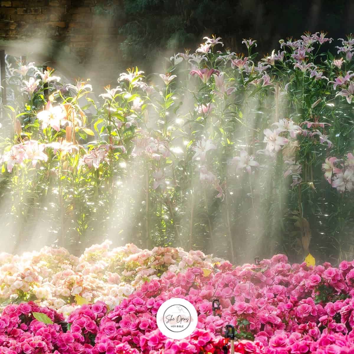 a group of flowers with sunlight shining through them