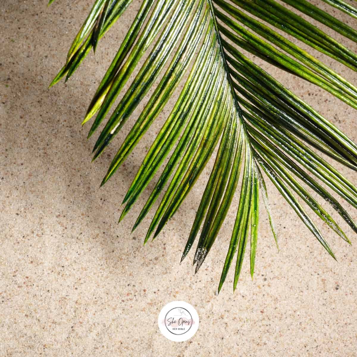 Green palm leaf on sandy surface